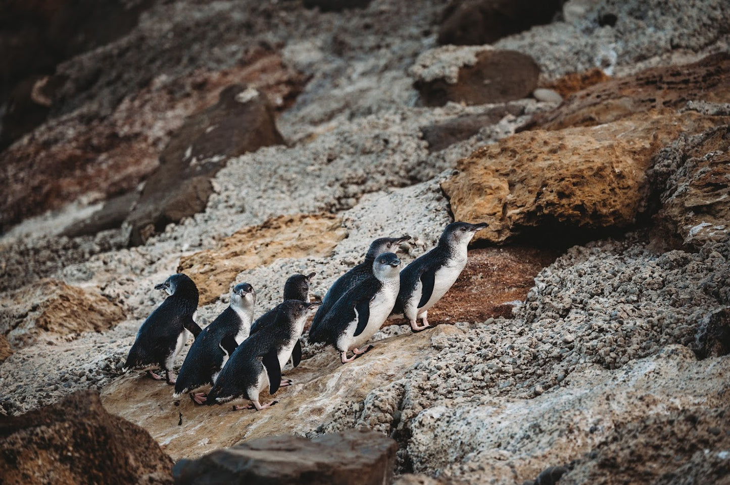 Ōamaru Penguins