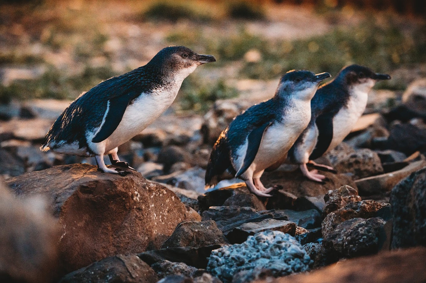 Ōamaru Penguins